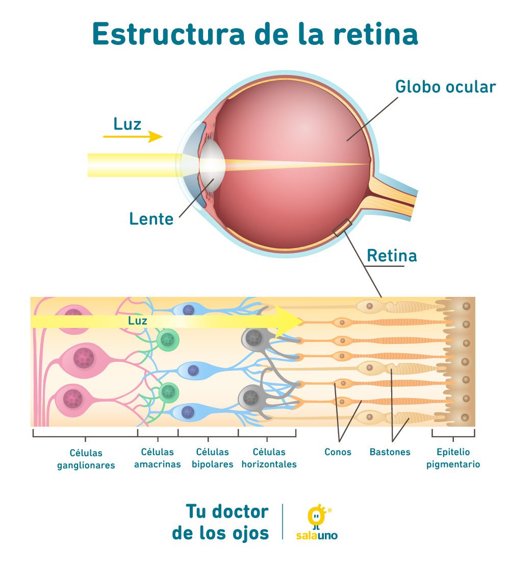 estructura de la retina salauno
